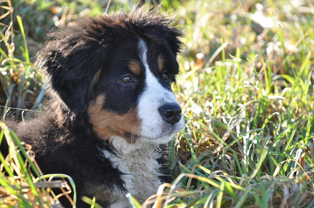 Cachorro de boyero de Berna entre hierba alta