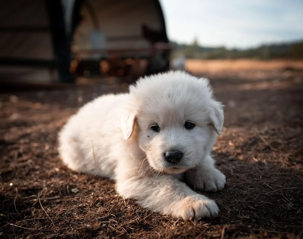 Pequeño cachorro blanco de perro de los Pirineos