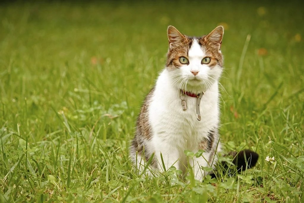 Gato tricolor con collar, sentado sobre la hierba verde.