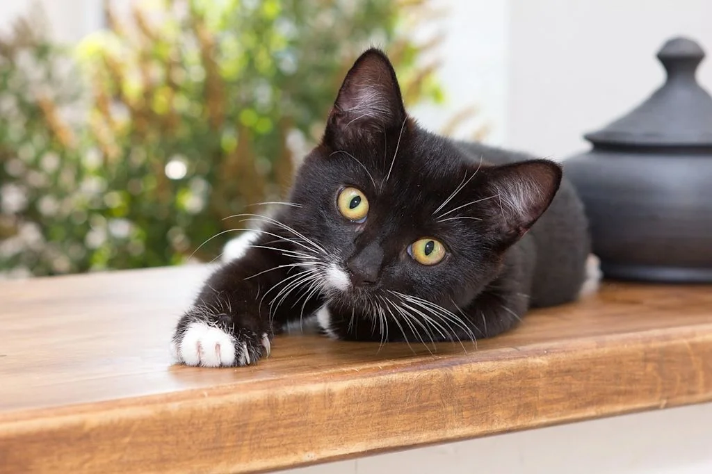 Gato negro con zarpas blancas tumbado de lado.
