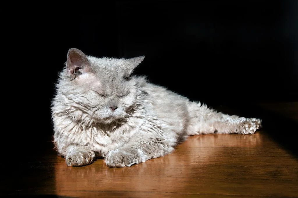 Gato selkirk rex durmiendo