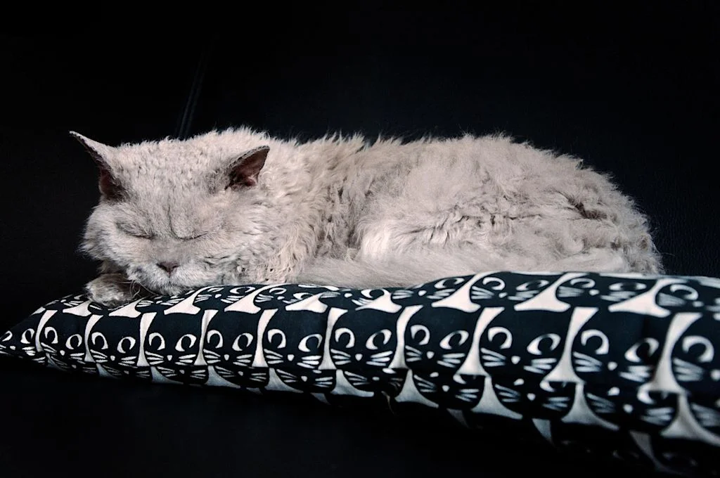 Selkirk rex sobre un cojín
