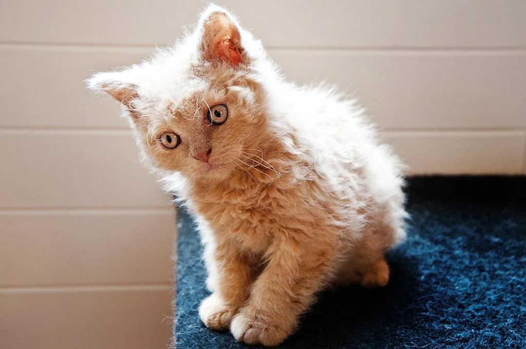 Cachorro de Selkirk Rex