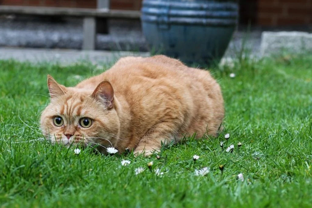 Gato europeo común naranja