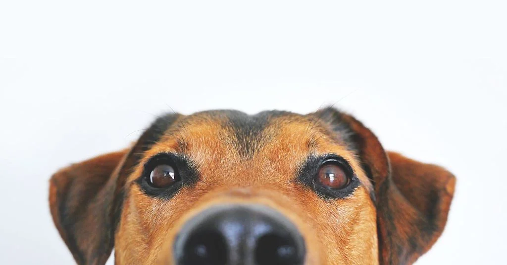 Primer plano de perro con secreción nasal