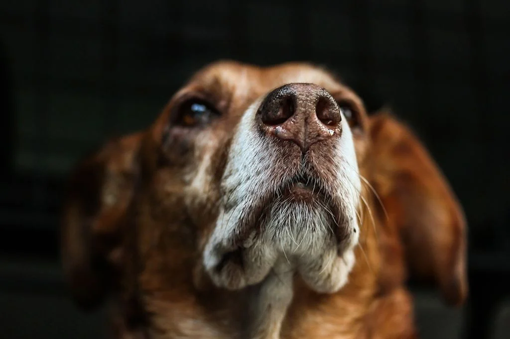 Perro tratando de respirar