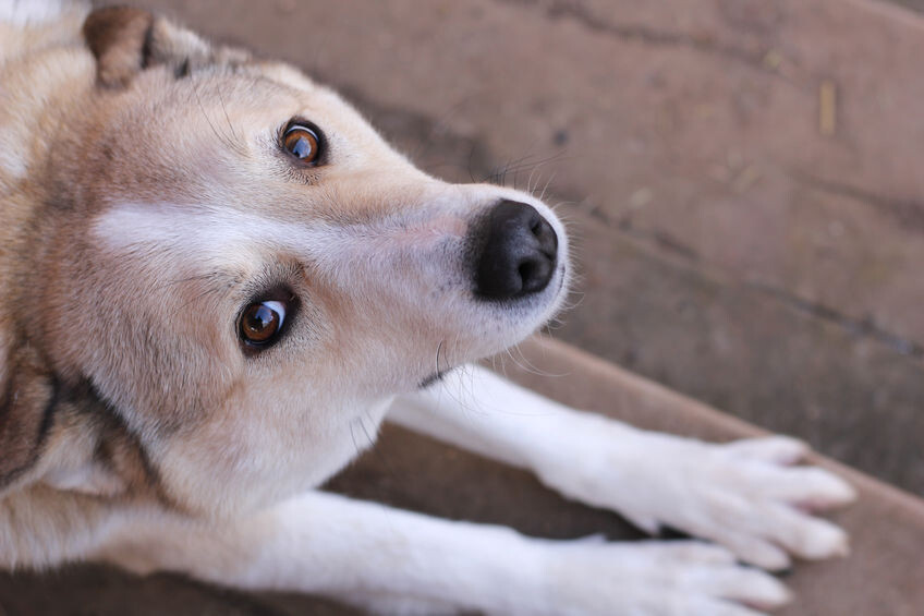 El pastor alemán es una de las razas más predispuestas a sufrir el lupus canino