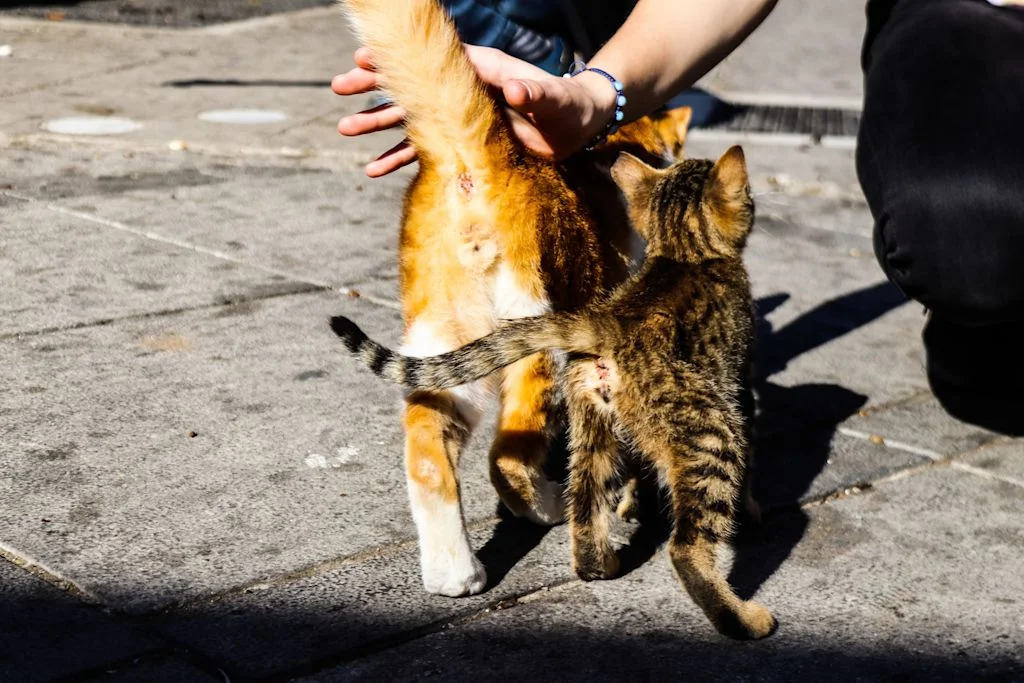Dos gatos se acercan a un humano con su cola visible