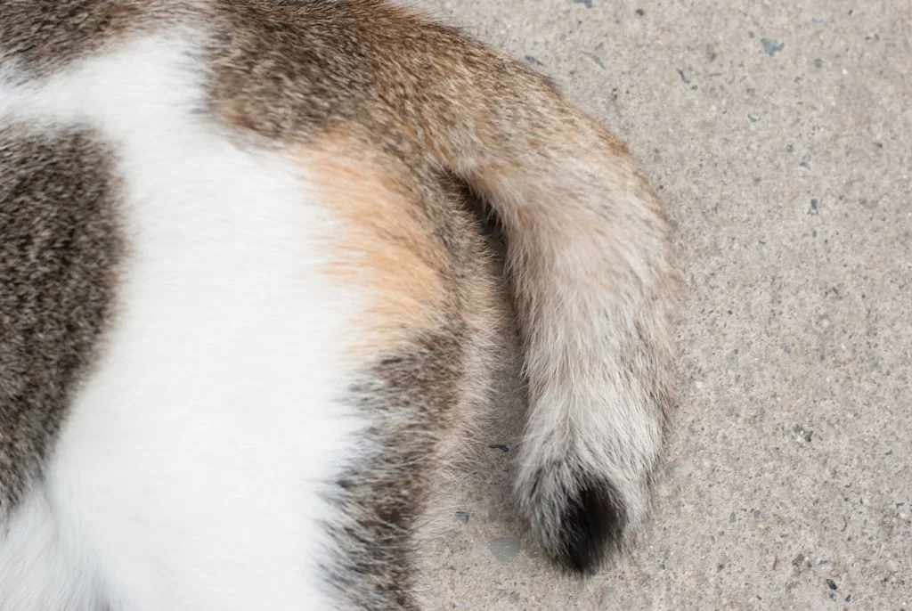 Cola de gato curvada hacia abajo