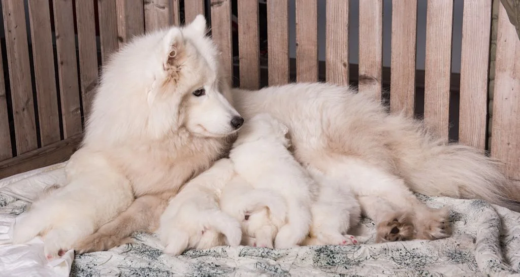 perra Samoyedo amamantando a su camada de cachorros blancos y esponjosos sobre una manta