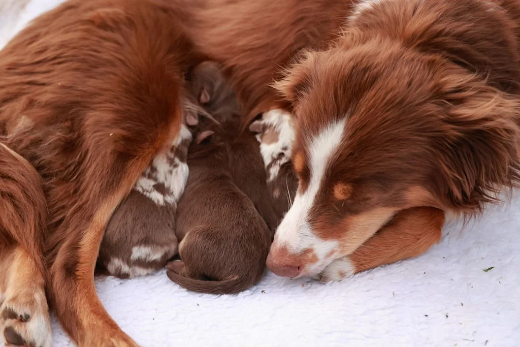 perra madre descansando con sus cachorros recién nacidos sobre una manta blanca