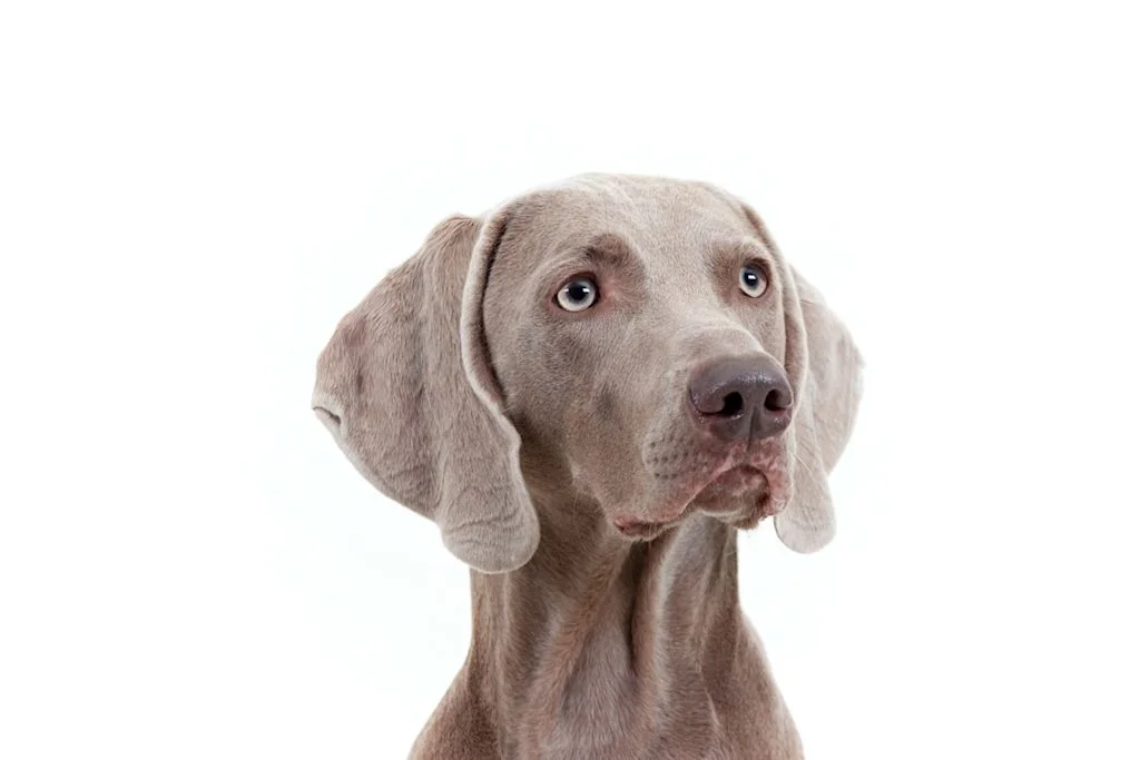 Rostro de un Weimaraner con ojos claros