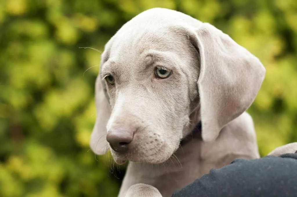 Primer plano de un cachorro de Weimaraner