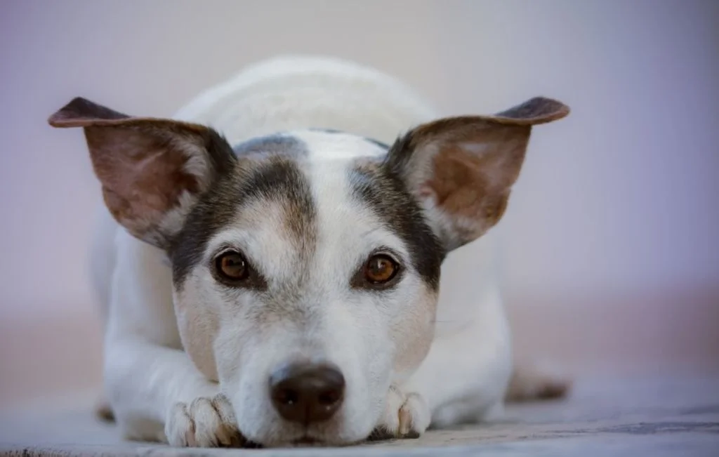 Primer plano de un perro blanco.