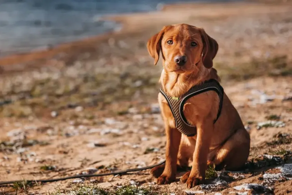 Perro blanco tumbado con orejas caídas.