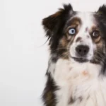 Perro merlé con heterocromía