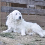 Gran pirineo descansando