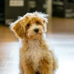 Cachorro maltipoo sentado en suelo