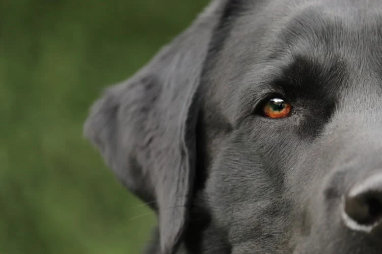 Rinitis en perros: qué es, síntomas y tratamiento