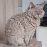 Gato selkirk rex gris