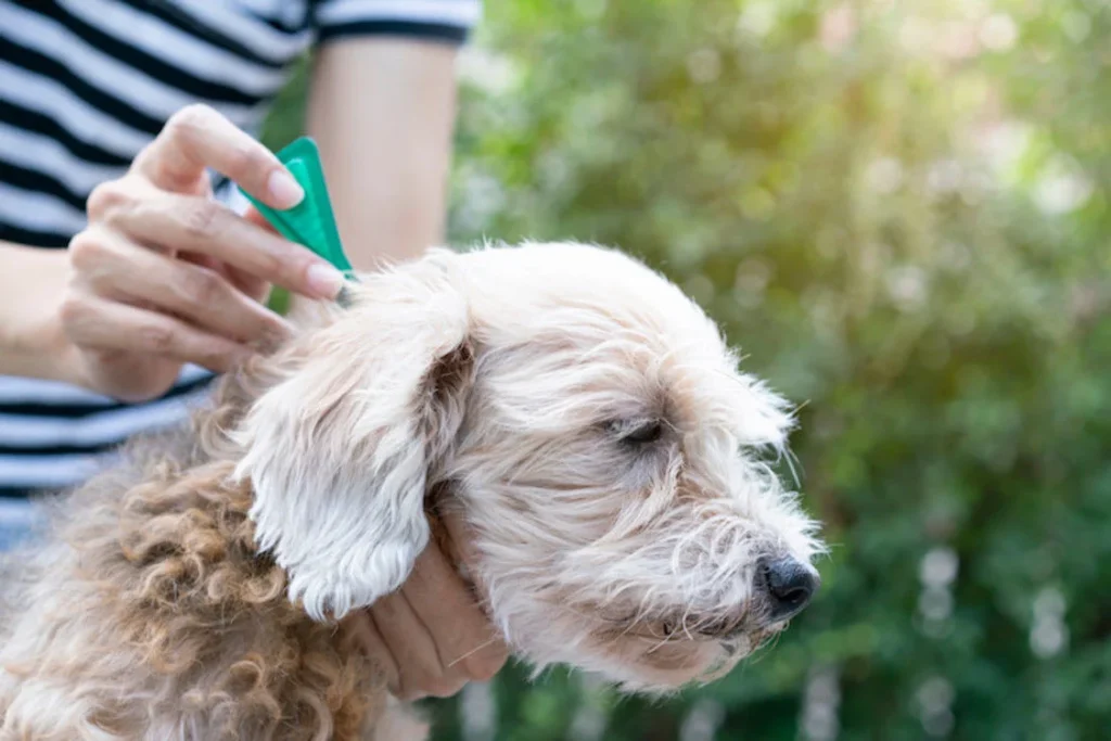 Desparasitante para perros: guía completa de salud y prevención