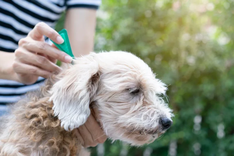 Desparasitante para perros: guía completa de salud y prevención