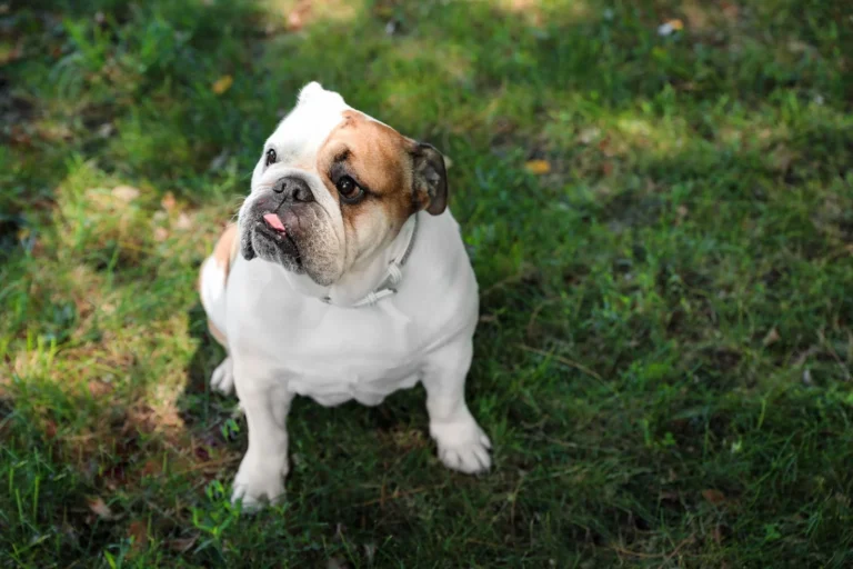 Bulldog inglés