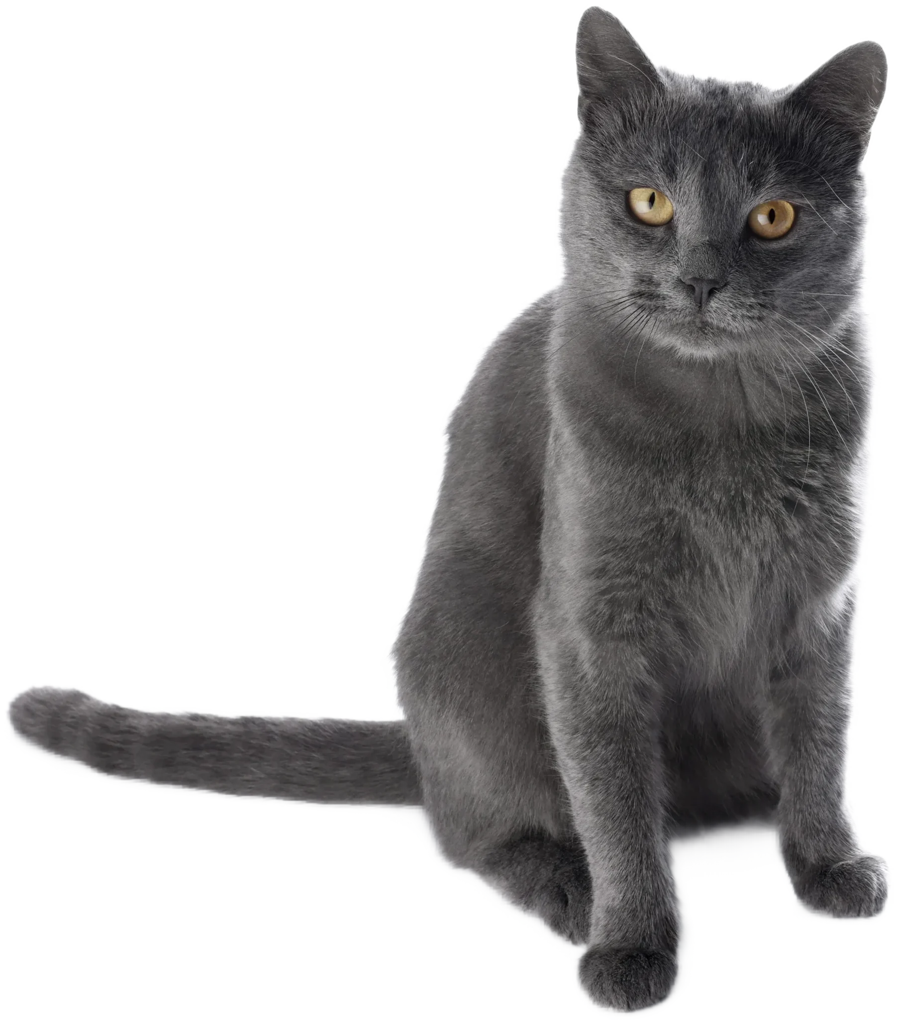 chartreux Cartujo