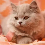 british longhair descansando