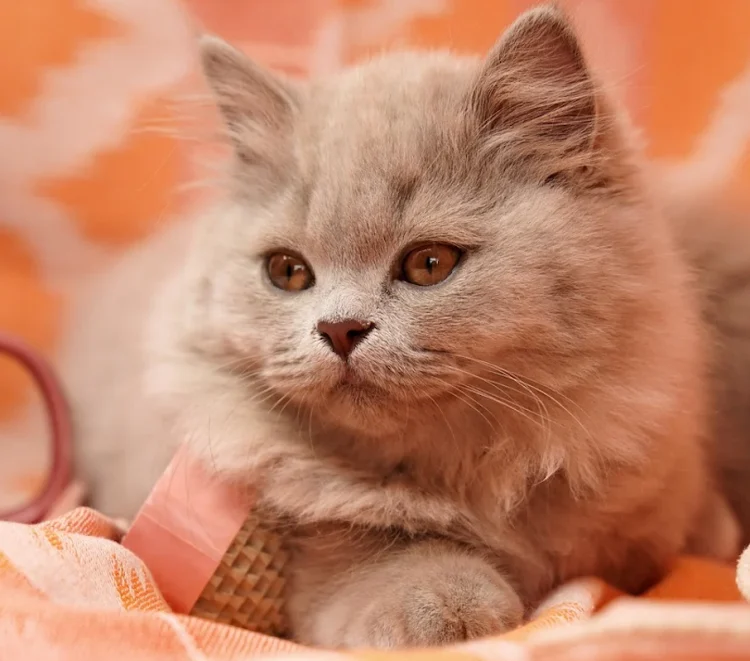 British Longhair