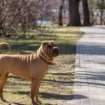 Perro Shar Pei 
