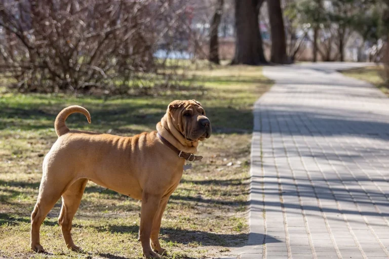 Shar Pei