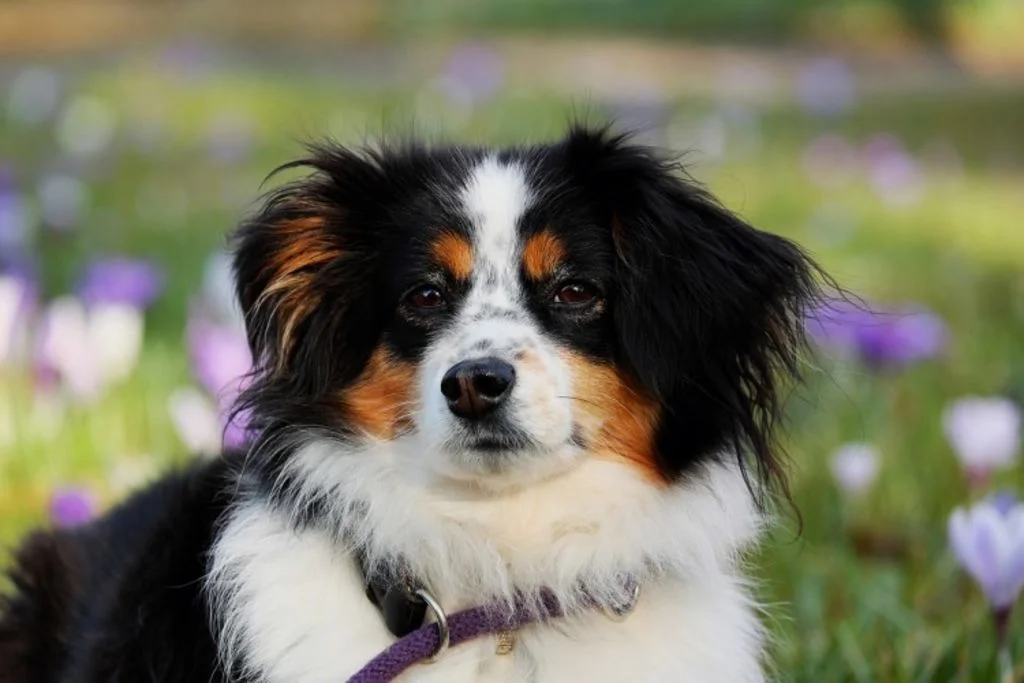 Perro entre flores