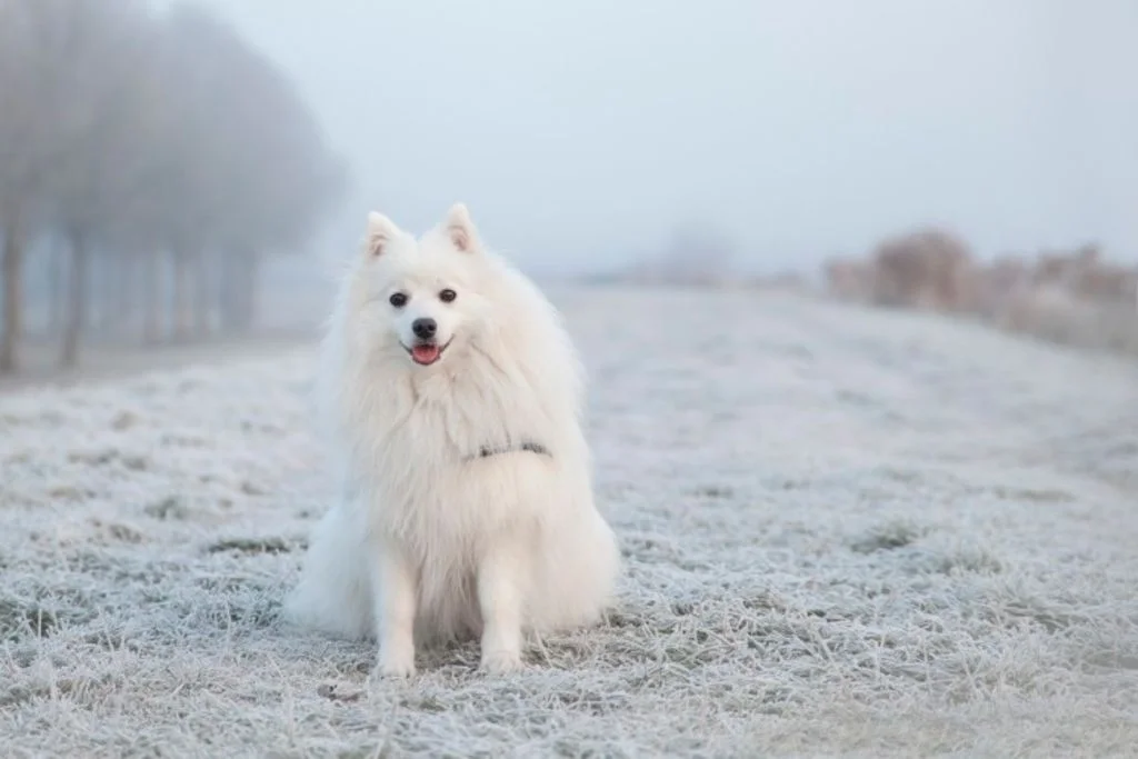 Samoyedo en la nieve