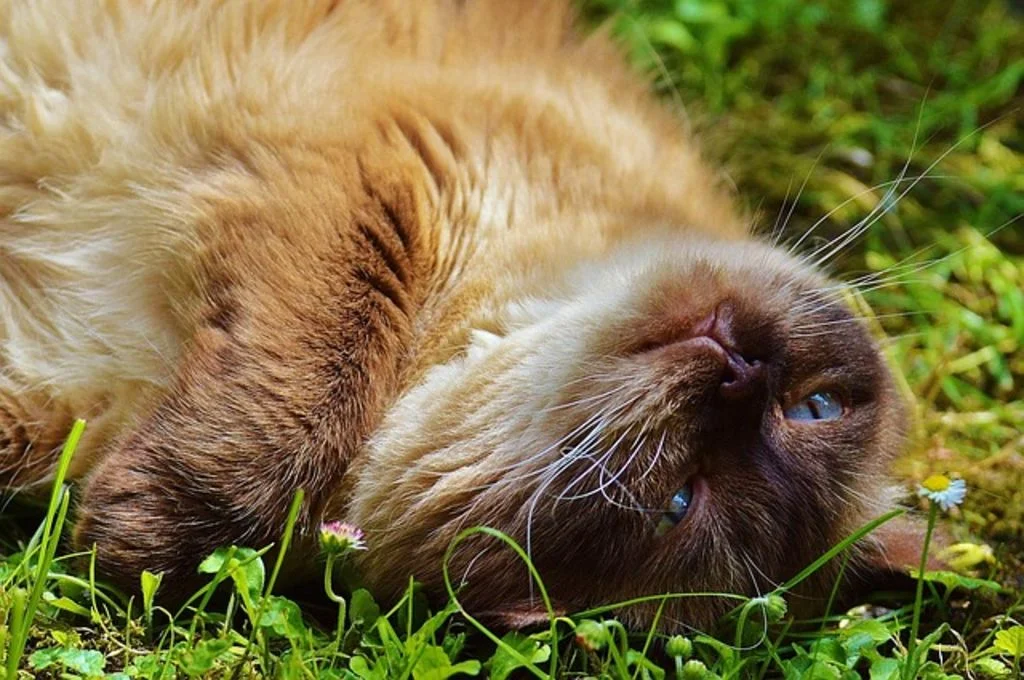 British longhair boca arriba