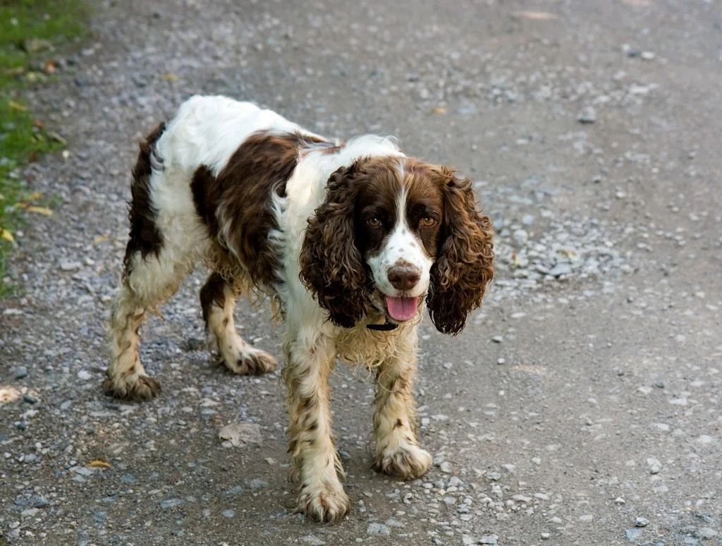 springer spaniel en un camino
