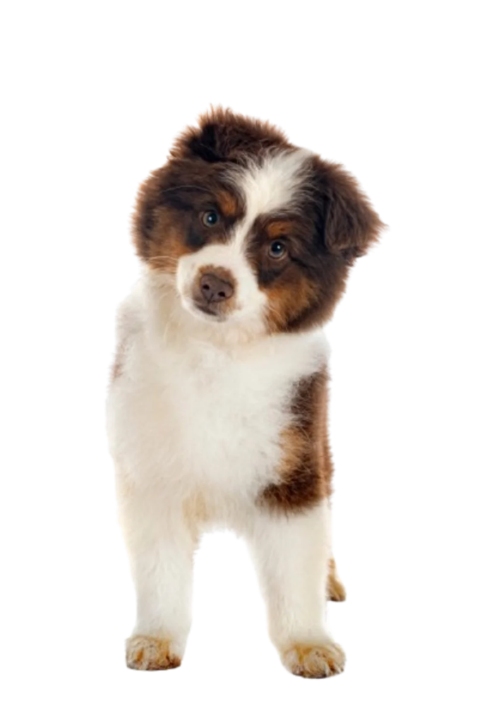 Cachorro tricolor de frente con fondo negro