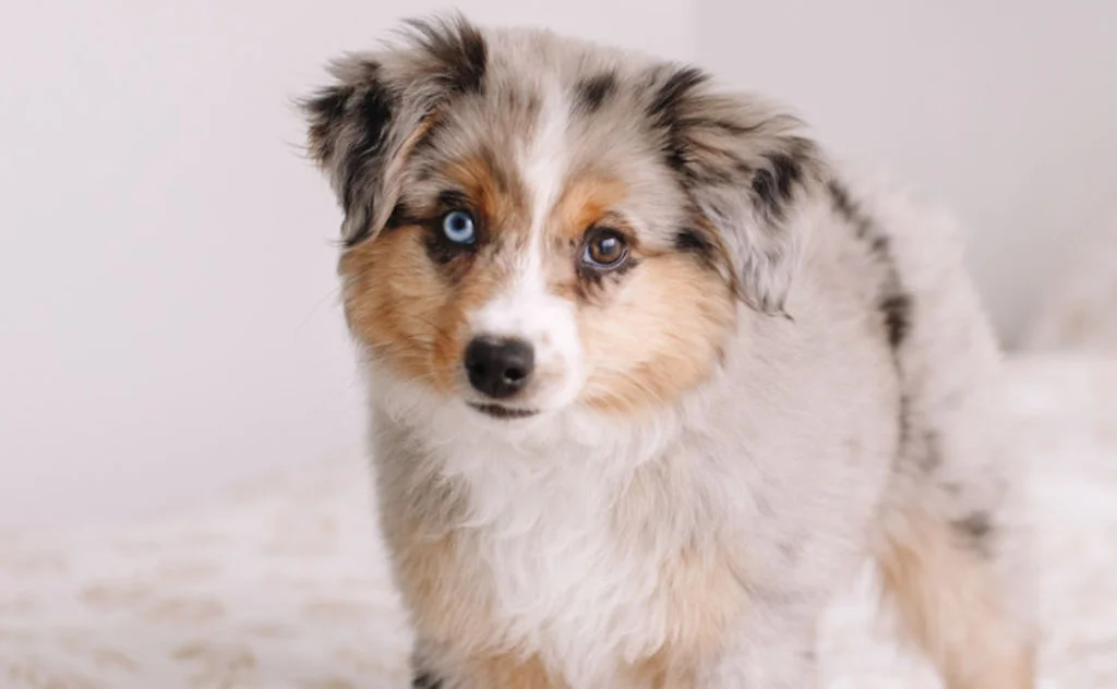 Perro con un ojo azul y otro marrón