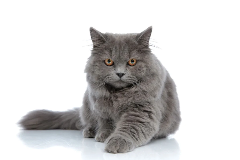 Gato gris de pelo largo estirado
