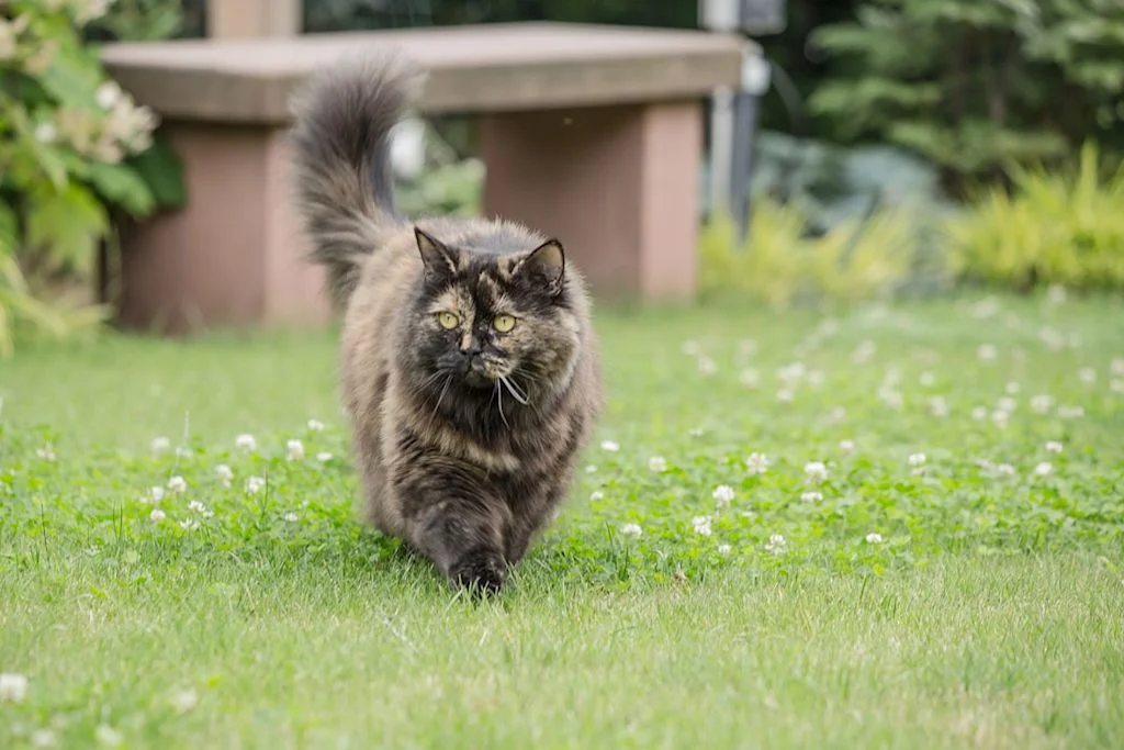 British longhair marrón caminando sobre hierba