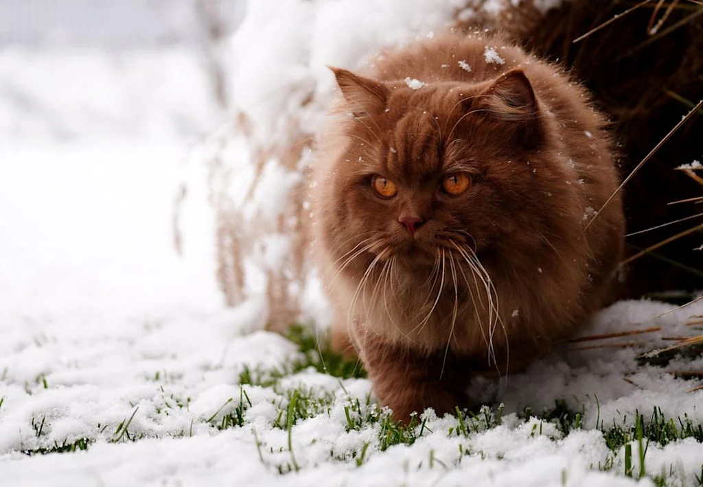 Gato de pelo largo caminando sobre la nieve