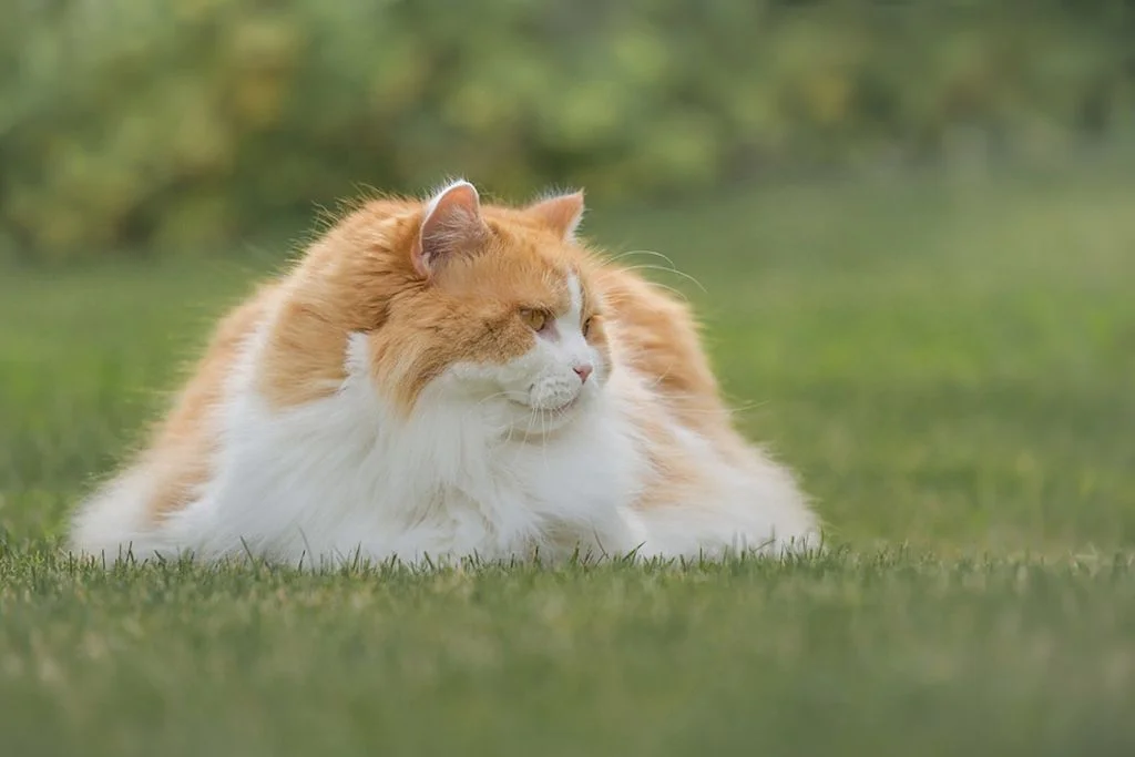 British longhair naranja y blanco sobre el césped