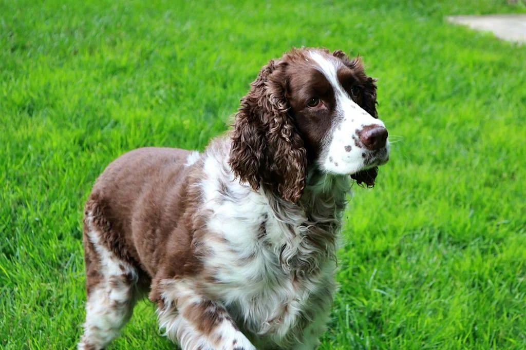Perro springer spaniel inglés sobre el césped .