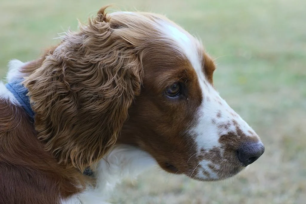 Primer plano lateral de cabeza de springer spaniel.
