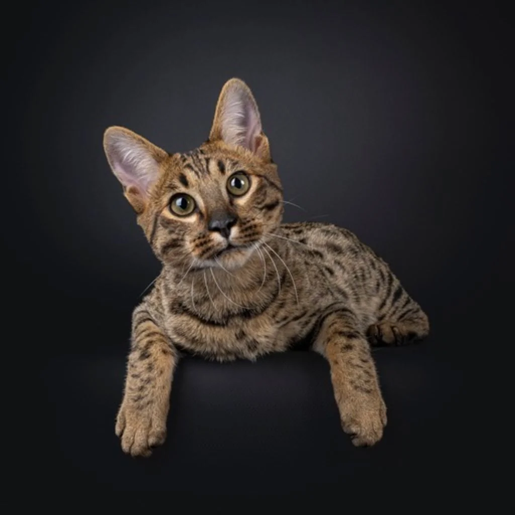 Cachorro de gato savannah tumbado