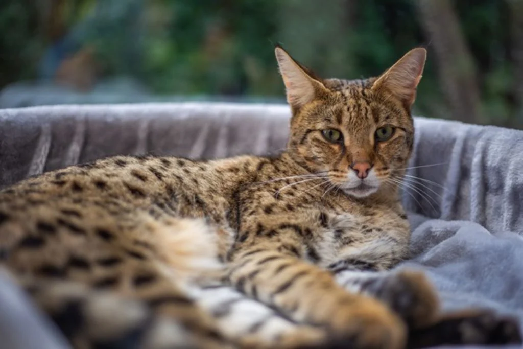 Gato savannah descansando