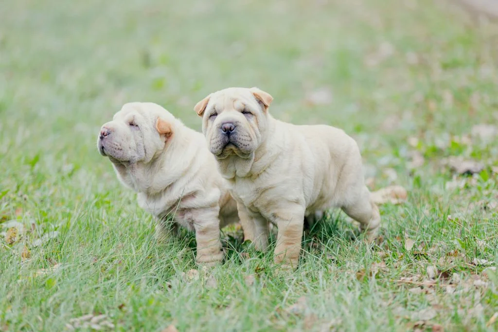 Dos cachorros de Shar Pei