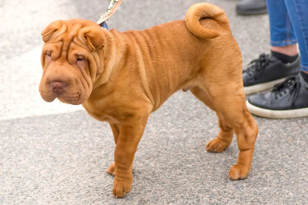 Perro Shar Pei paseando