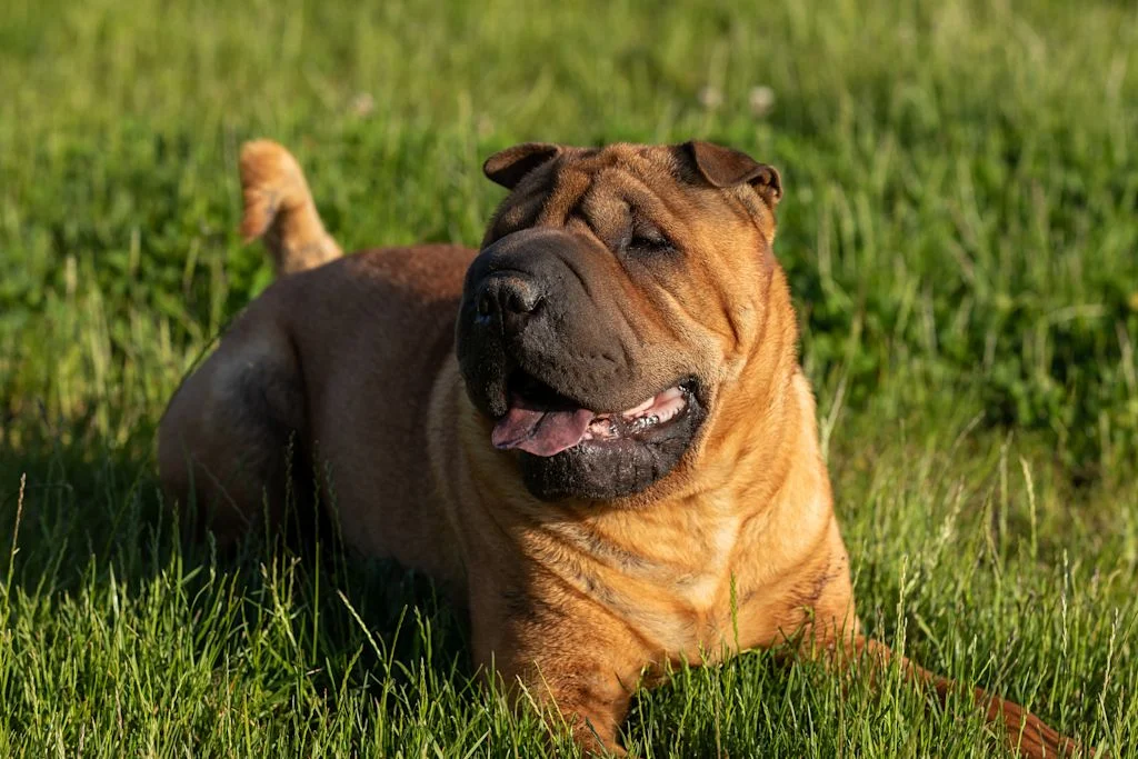 Shar Pei descansando