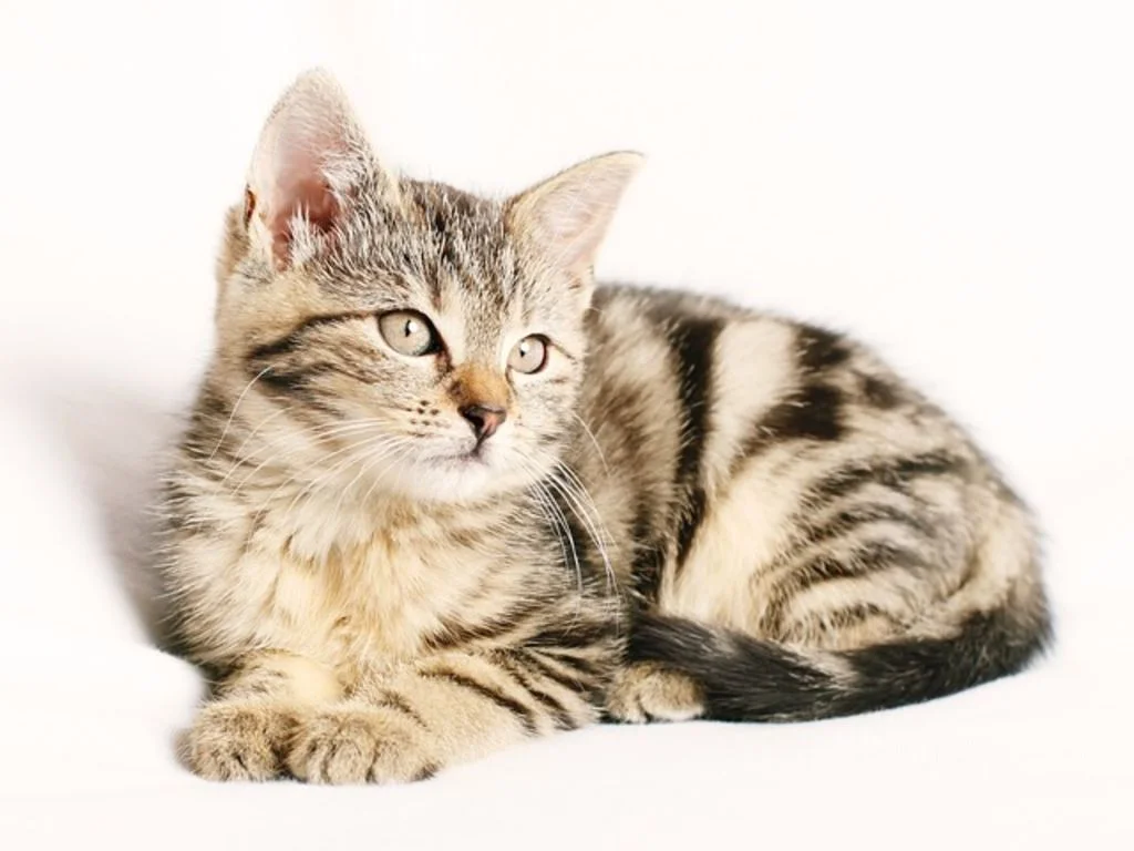 Un cucciolo di gatto tigrato